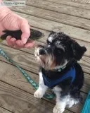 KC Champion sired Miniature Schnauzers  puppies