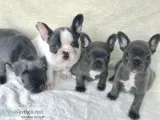 SAWQWQ Blue pie French Bulldog