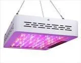 LED Grow Lights is the Most Effective way to Groth Plants-Solarm