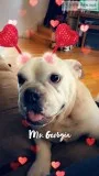Georgia-FREE English Bulldog