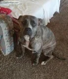 Male-Brindle Pit Bull 3yrs old
