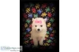 Mini American Eskimo- Roxy- Female