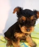 AKC yorkie puppies-3 left