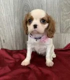 Madeleine Cavalier King Charles Spaniel Puppies For Sale..