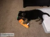 German Shepherd