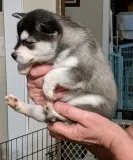 Jessica Alaskan Klee Kai Puppies For Sale..