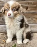 Jasmine Australian Shepherd Puppies For Sale..