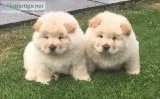 daseqw Outstanding Chow chow
