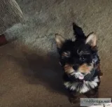 Akc-3 registered Yorkie puppies