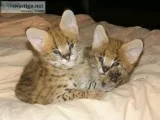 Available Savannah caracal and serval kittens for sale