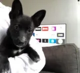 Husky mix for adoption