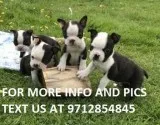 Mumi Boston Terrier puppies for sale