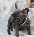 Sammy French Bulldog Puppies for sale