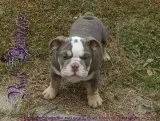 Championsiredpure breed englishbulldog and litter puppies