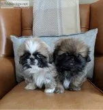 5 Pekingese Puppies For Sale