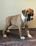 AKC registered Boxer Pups.