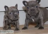 French bulldog puppies