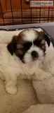 Shih tzu