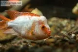 Looking for Fish Tank Decorations Ideas  Fishdesire
