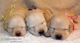 AKC Lab Puppies
