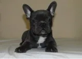 My Babies Availabe French bulldog puppies