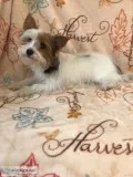 Male Parti Yorkie Puppy