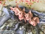 10 Weeks Old Sphynx Kittens for Adoption