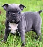 Marvelous French Bulldog Puppies for sale