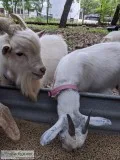 PYGMY GOATS