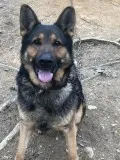 AKC German Shepherd