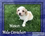 Mason Male Cavachon