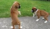 sanahSu Boxer puppies for sale