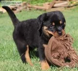 Lucy Rottweiler puppies for sale