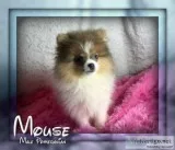 Mouse Male Pomeranian