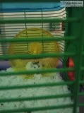Hamsters