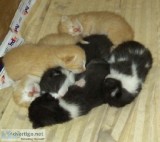 Kittens