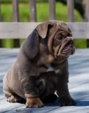Championsiredpure breed englishbulldog