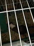 Guinea pigs