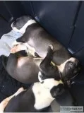 Pitbull puppies