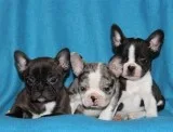 High Quality French Bulldog Puppies.