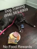 Building K9 confidence