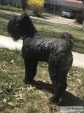 Hypoallergenic Kerry Blue Terrier Puppies