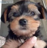 2 month old yorkeys for sale
