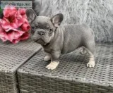 French Bull Dog for sale