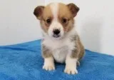 ACA registration Pembroke Welsh Corgi Puppies For Sale