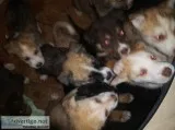 10 Husky puppies 6wks old today