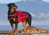 Ultimate Trail Pack in Red  Posh Puppy Boutique