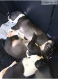 Pitbull puppies