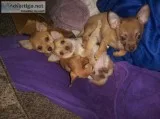 Chihuahua puppies for sale