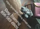 Big small and large dogs we train them all